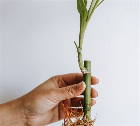 幸運竹盆栽|花開富貴過好年：10 個帶好運植栽推薦！金錢樹、發。